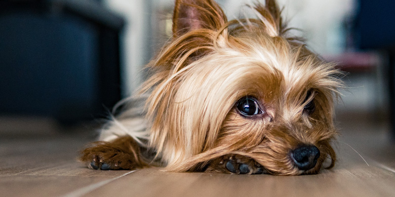 Unipolsai_assicurazione_cane_gatto
